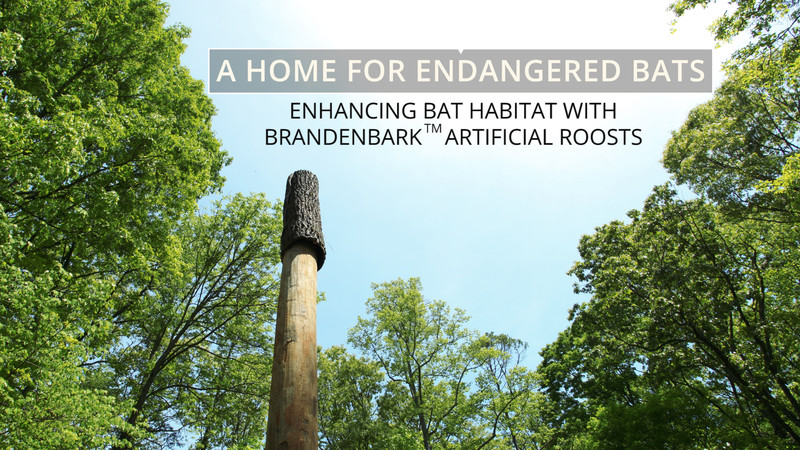 A Home for Endangered Bats